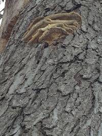 Laetiporus conifericola image