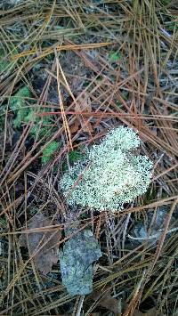 Cladonia rangiferina image