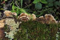 Trametes versicolor image