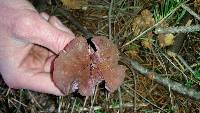 Laccaria amethysteo-occidentalis image