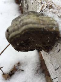 Fomes fomentarius image