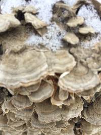 Trametes versicolor image