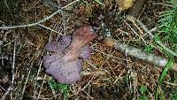 Laccaria amethysteo-occidentalis image