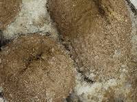 Lycoperdon pyriforme image