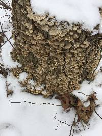 Trametes versicolor image