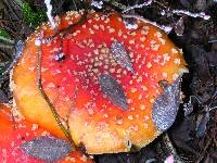 Amanita muscaria image