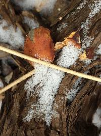 Flammulina velutipes image