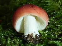 Russula cremoricolor image