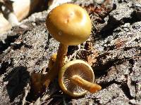 Hypholoma capnoides image