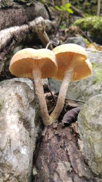 Armillaria puiggarii image