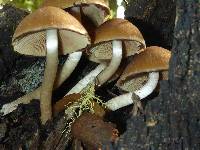 Psathyrella piluliformis image