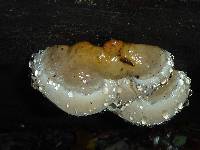 Fomitopsis pinicola image