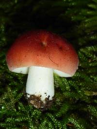 Russula cremoricolor image