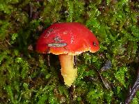 Hygrocybe laetissima image