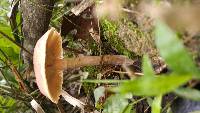 Armillaria puiggarii image