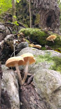 Armillaria puiggarii image