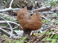 Gyromitra infula image