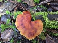 Polyporus leptocephalus image