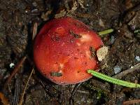 Russula cremoricolor image