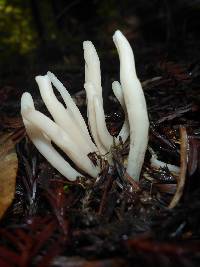 Clavaria fragilis image