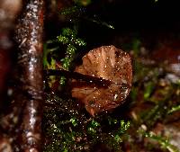 Marasmius plicatulus image