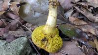 Boletus rubellus image