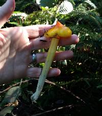 Hygrocybe acutoconica image