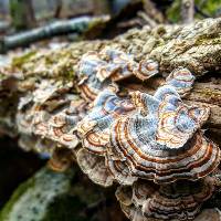 Trametes versicolor image