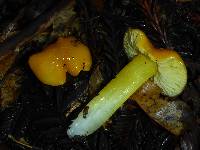 Hygrocybe chlorophana image