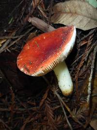 Russula cremoricolor image