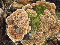 Trametes versicolor image