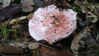 Hygrophorus purpurascens image