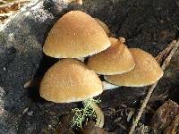 Psathyrella piluliformis image