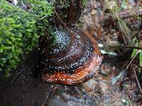 Fomitopsis pinicola image