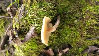 Armillaria puiggarii image