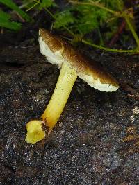 Pluteus romellii image