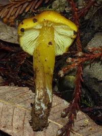 Hygrocybe chlorophana image