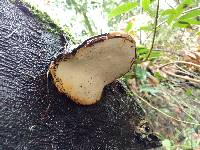 Fomitopsis pinicola image