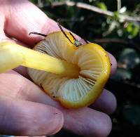 Hygrocybe acutoconica image