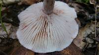 Hygrophorus purpurascens image