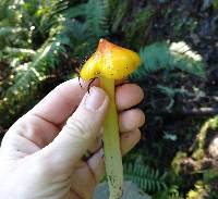 Hygrocybe acutoconica image