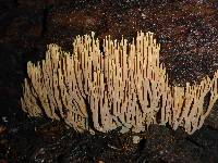 Ramaria stricta image