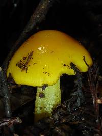 Hygrocybe chlorophana image