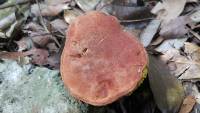 Boletus rubellus image