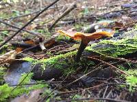 Polyporus leptocephalus image