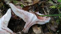 Hygrophorus purpurascens image