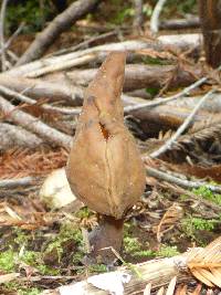 Gyromitra infula image