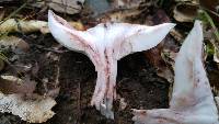 Hygrophorus purpurascens image