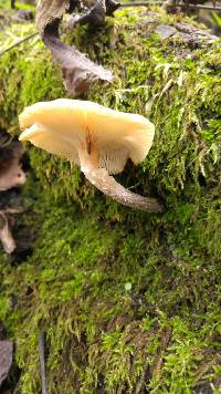 Armillaria puiggarii image