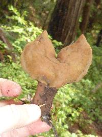 Gyromitra infula image